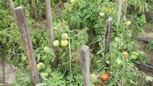 Growing tomatoes in a garden during summer season