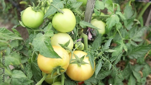 Growing different colored tomatoes on the vine