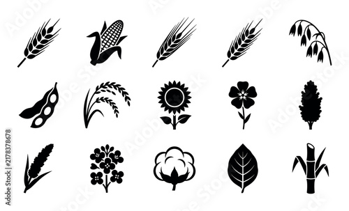 Crop and grain vector icons with wheat stalk, corn ear and barley head for infographic design in sleek vector art style