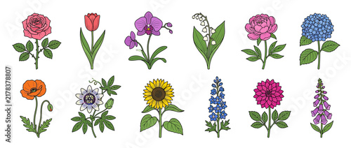 Collection of Various Botanical Illustrations Isolated