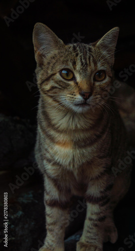 Fotografie Ensimismado