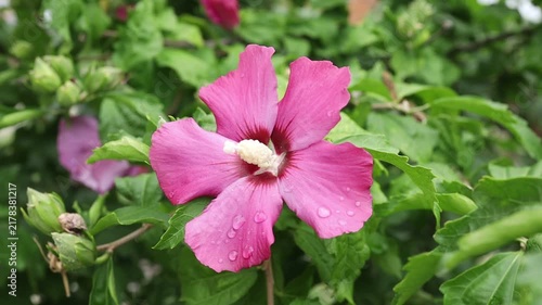 Close look at pink flowers in a garden
