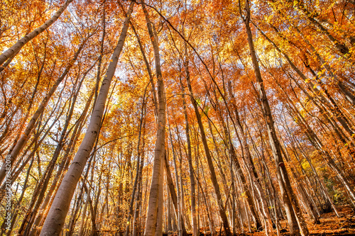 Fotografie Vue en contre-plongée d'une forêt aux couleurs d'automne, avec des troncs d'arbr
