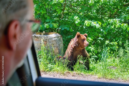 Brown Bear at TransFagarasan Scenic Road in the Carpathian Mountains, Romania. Driver watching wild bear from the car.
