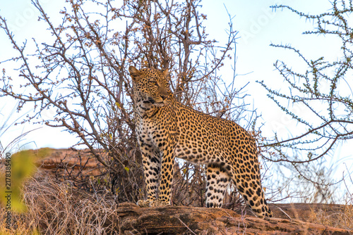Photography Majestic African Leopard Resting on Rocks in the Savanna