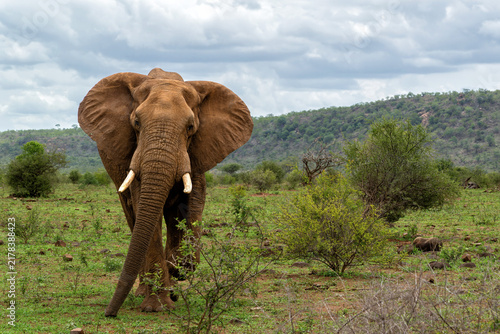 Bild auf Leinwand Elephant bull searching for food and water in the Kruger National Park in South