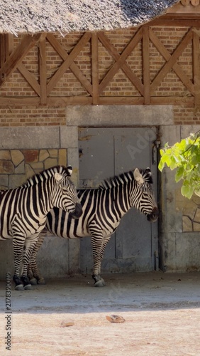 Photography zebras in zoo