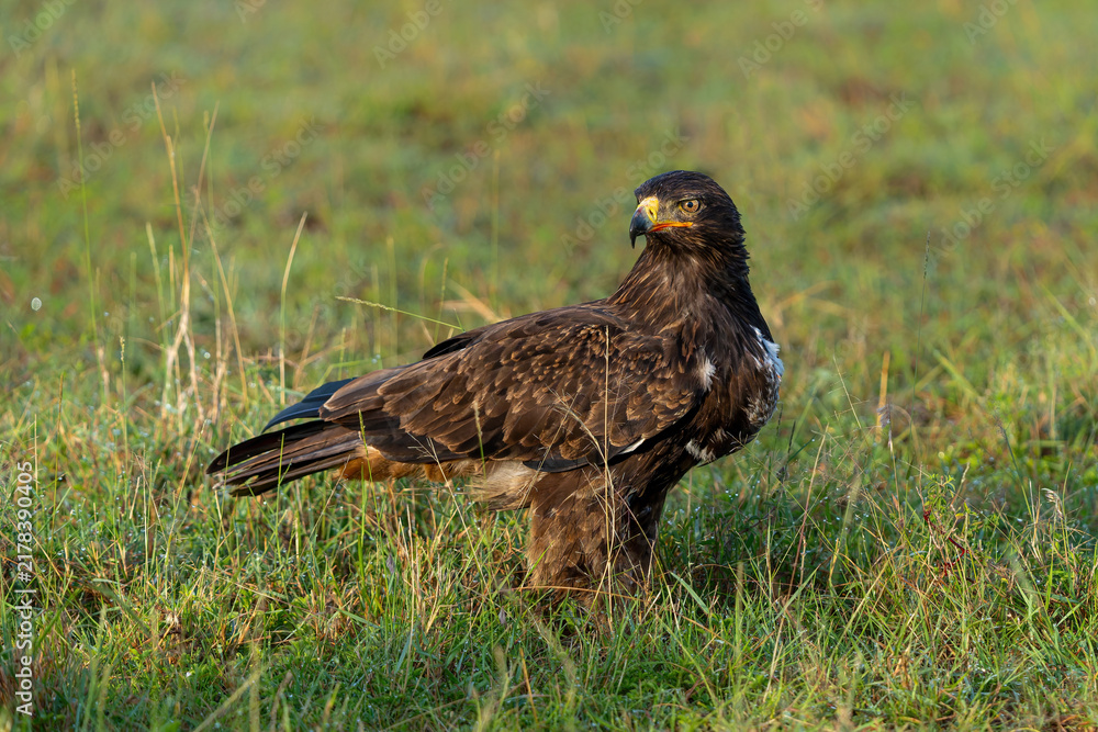Fototapeta premium tawny eagle (Aquila rapax) arrives shortly after a hyena killed a Thompson's gazelle in the Masai Mara National Reserve in Kenya