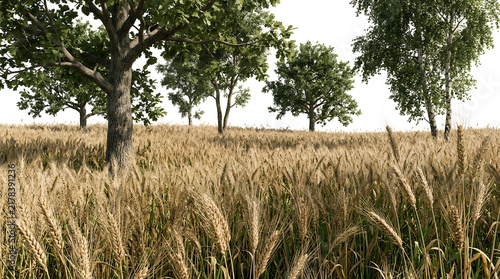 Scenic wheat field landscape with mature trees and warm sunlight.