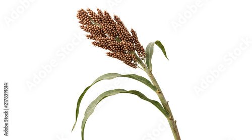 sorghum plant grain crop agriculture nature stem green leaf seed cereal farm botany harvest organic food healthy ingredient plant stalk macro flora closeup field ripe brown spikelet stalk.