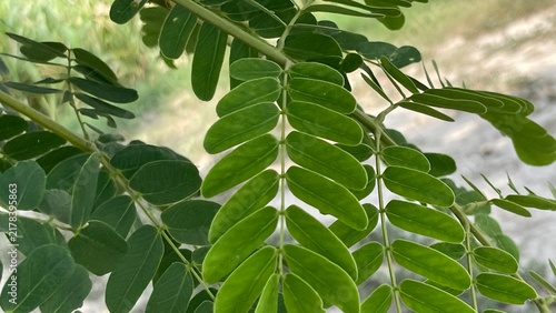  Fresh Green Tamarind Leaves (Tamarindus Indica) Close-up | Natural Botany Pattern Stock Photo