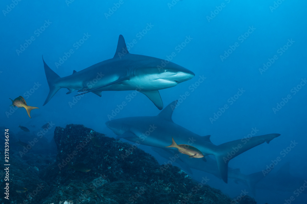 Naklejka premium Silky shark at cleaning station in Socorro Island, Mexico