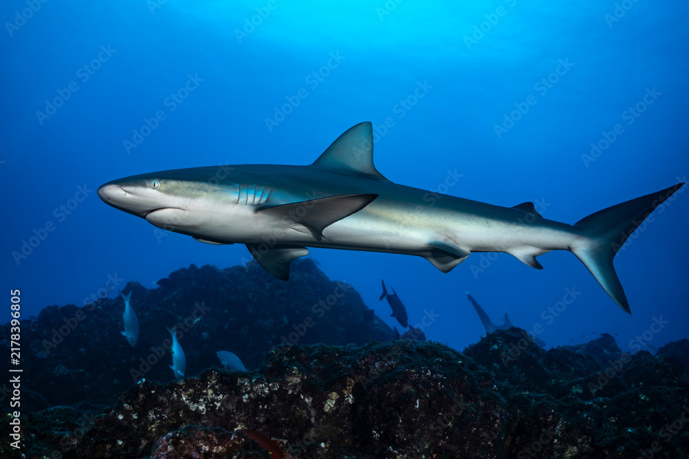 Obraz premium Silky shark at cleaning station in Socorro Island, Mexico