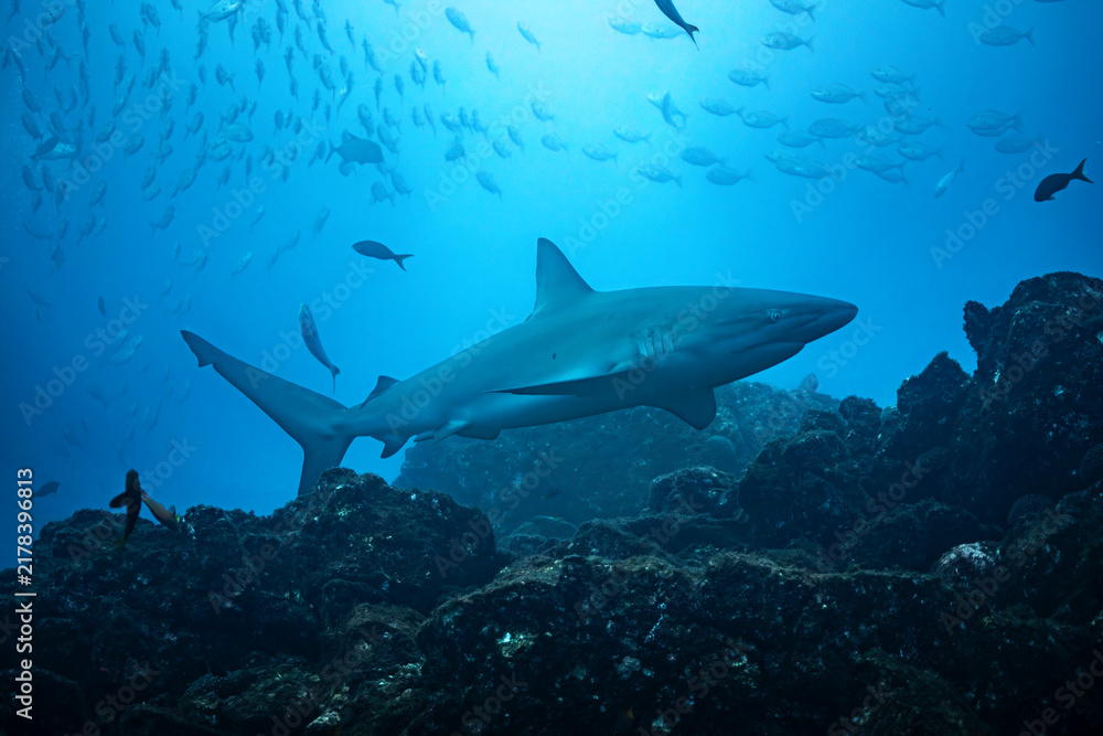 Obraz premium Silky shark at cleaning station in Mexico's Revillagigedo Archipelago