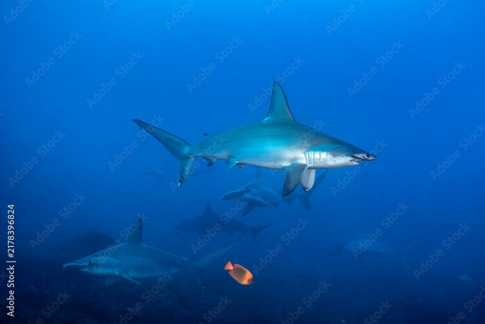 Obraz premium Scalloped hammerhead sharks at cleaning station in Socorro Island
