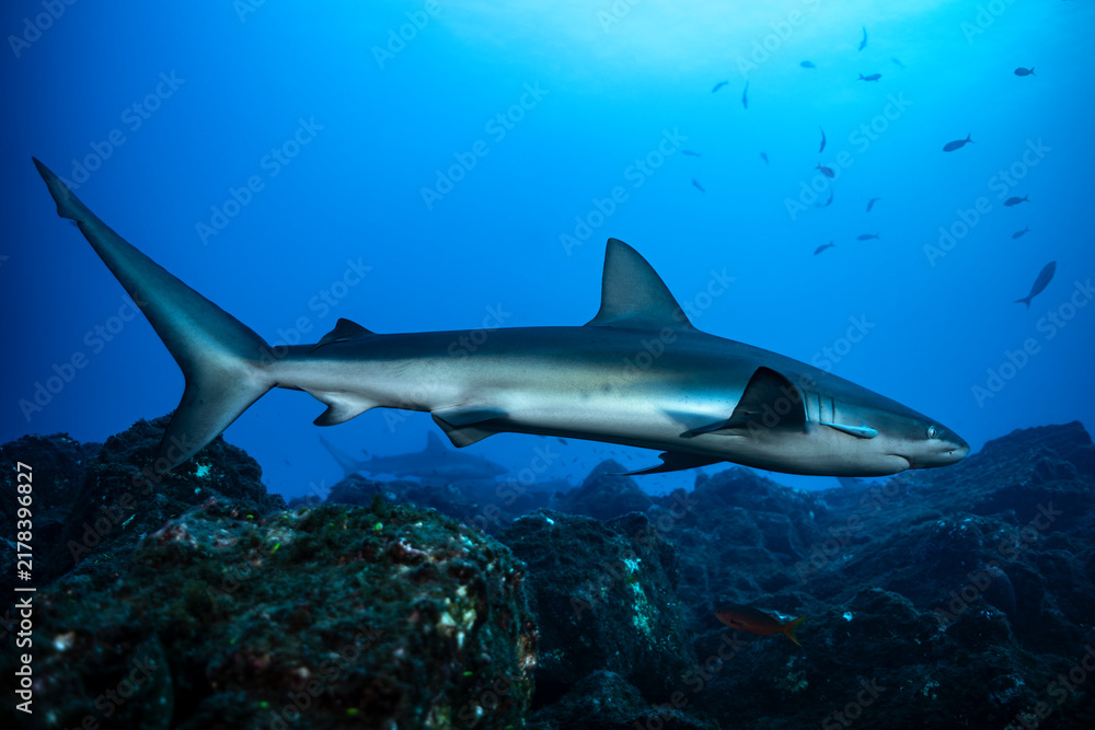 Fototapeta premium Silky shark swimming near cleaning station at Socorro Island in Mexico