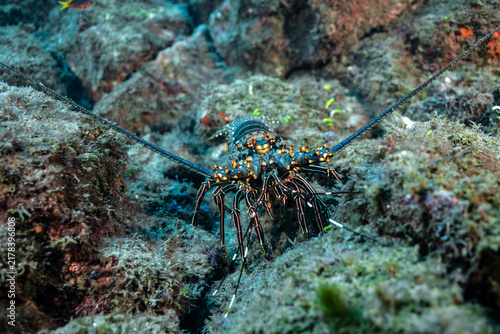 Obraz na płótnie California spiny lobster at cleaning station in Socorro Island, Mexico