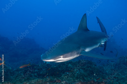 Silky shark swimming near cleaning station at Socorro Island