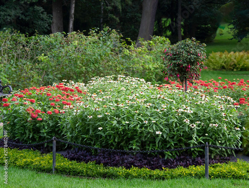 A large circular garden bed filled with blooming red and white Zinnias and Fuchsia topiary. in the middle. autumn in park