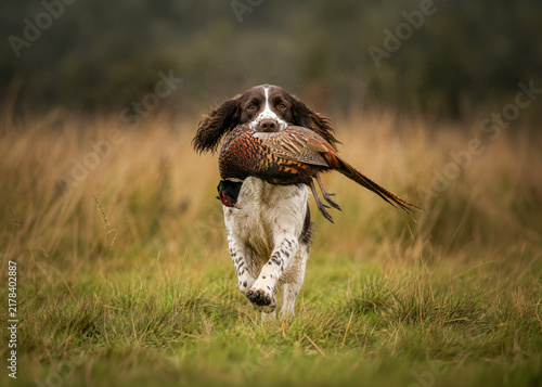 Obraz na płótnie English Springer Spaniel Retrieving a Pheasant