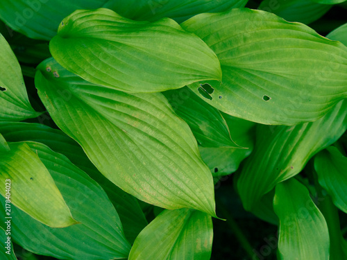 Green ribbed leaves of Hosta plants, top view closeup, foliage background