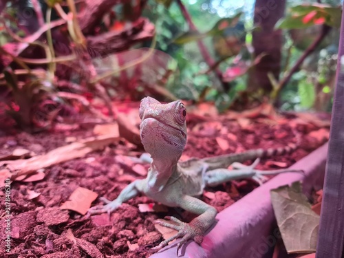 Green iguana lizard under a pink UV heat lamp in a terrarium
