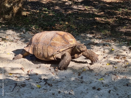 African spurred tortoise walking on sandy ground in sunshine