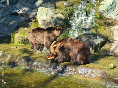 Two brown bears eating watermelon near a rocky waterfall in a river