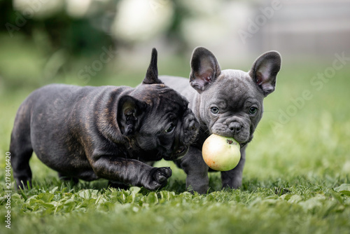 two cute french bulldog puppies playing with an apple together in summer