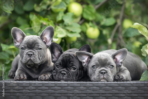 Obraz na płótnie three cute french bulldog puppies posing outdoors in summer