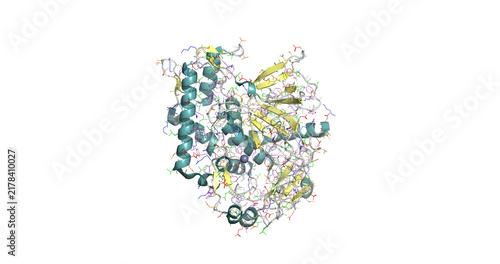 Принти на полотні Catalytic domain of botulinum neurotoxin serotype A (Botox) that blocks neurotra