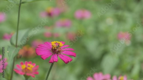 Close-up macro footage of a spotted butterfly perching and feeding on a pink zinnia flower in a lush green garden.