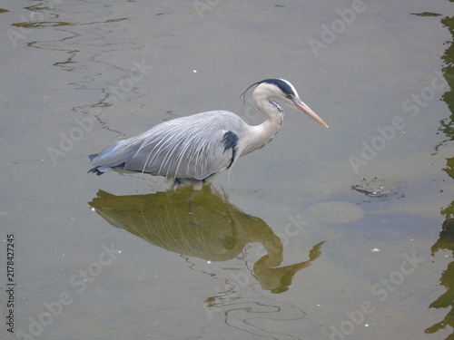 Принти на полотні great grey heron (ardea cinerea)