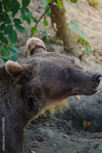 Obraz na płótnie Brown bear stands calmly in forested enclosure