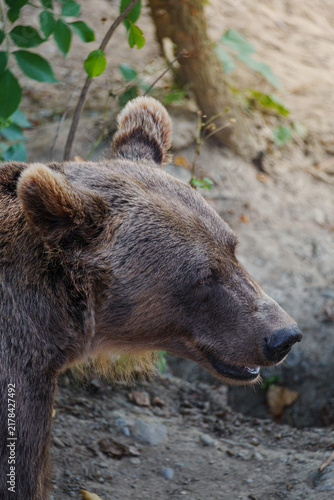 Obraz na plátně Brown bear stands in quiet forest setting