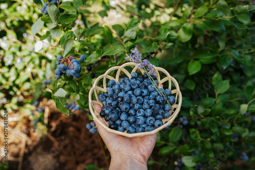 Hand holding a wicker basket filled with freshly picked blueberries in the garden