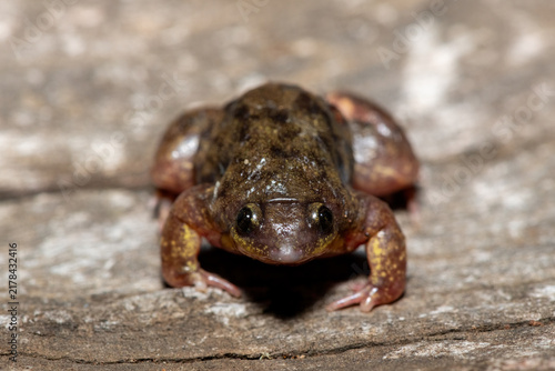Mottled Shovel-nosed Frog (Hemisus marmoratus), also known as the marbled snout-burrower, on a Rock in KwaZulu-Natal, South Africa