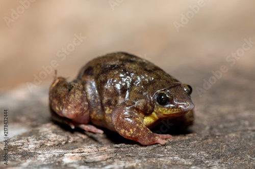 Mottled Shovel-nosed Frog (Hemisus marmoratus), also known as the marbled snout-burrower, on a Rock in KwaZulu-Natal, South Africa