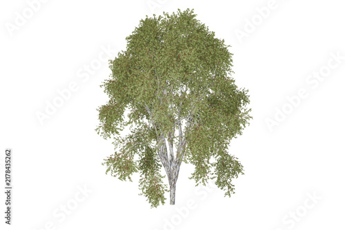 Foto Realistic green leafy tree, detailed foliage canopy and trunk