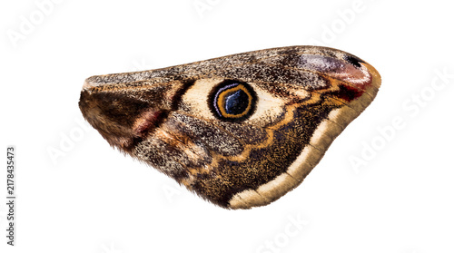 Macro moth wing with realistic eyespot pattern, brown butterfly wing texture, detailed insect wing anatomy for biology education isolated PNG with Transparent Background