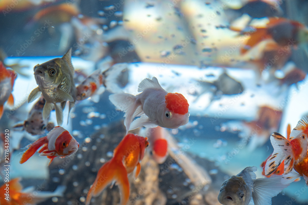Naklejka premium 日本の香川県にあるソラキンの金魚