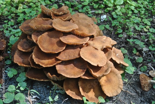 Obraz na płótnie Honey mushrooms among creeping Charlie leaves at Willow Spring Woods in Willow S