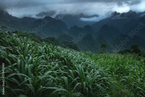 Corn fields covering a mountain slope beneath dramatic limestone karst peaks and low clouds in Ha Giang Province, northern Vietnam.
