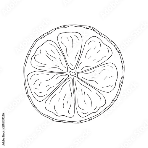 Vector illustration of black line hand drawn citrus slice isolated on white background. Design for citrus juice, natural and organic products packaging