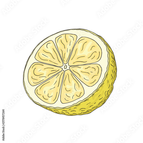 Vector illustration of colorful hand drawn lemon isolated on white background. Design for citrus juice, natural and organic products packaging