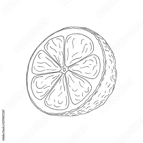 Vector illustration of black line hand drawn citrus isolated on white background. Design for citrus juice, natural and organic products packaging