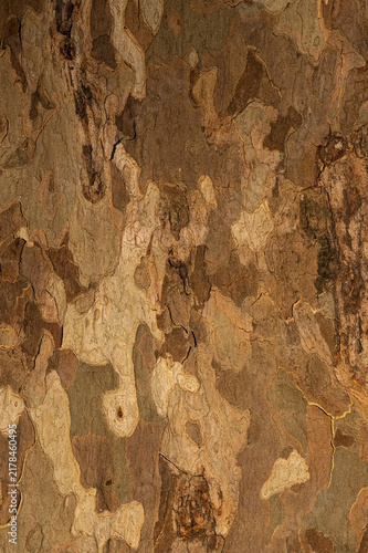 A detailed close-up of the texture and organic pattern of natural plane tree bark.