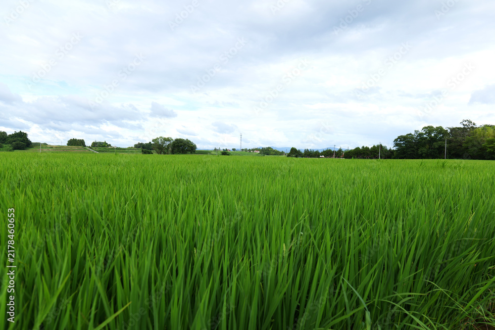 Obraz premium Japanese countryside with rice fields and rural landscape