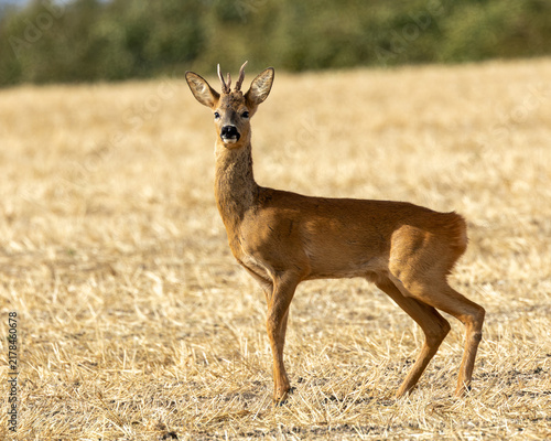 Obraz na plátně Male roe deer standing alert and at close quarters in a stubble field