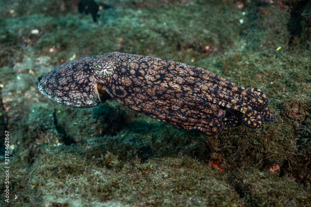 Fototapeta premium Octopus swimming near Socorro Island in Revillagigedo Archipelago